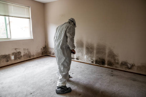 Best Mold Damage Repair  in Atlantic Beach, NY